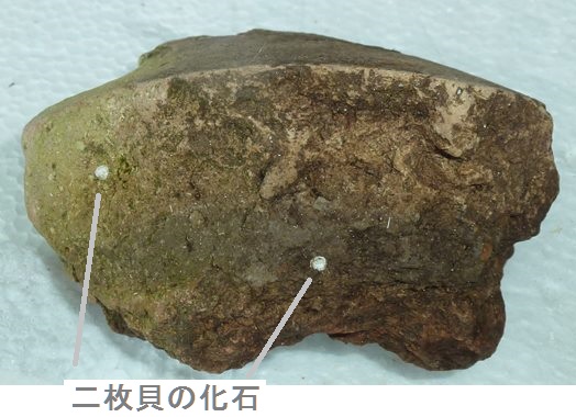 七輪土器 貝殻の化石.JPG