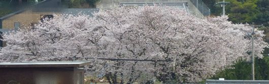 公園 桜 満開 4月7日.JPG