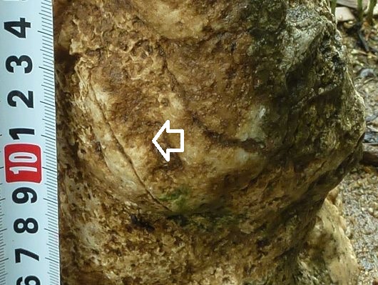 古代サンゴ化石の傷.JPG