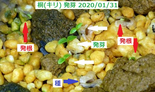 桐(キリ)の種 2020・0131発芽.JPG