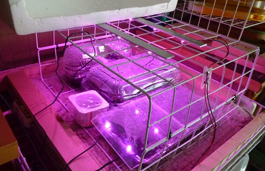 植物育成用LED 赤紫01.JPG