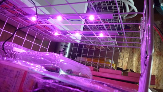 植物育成用LED 赤紫02.JPG