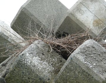 海鳥の巣.JPG